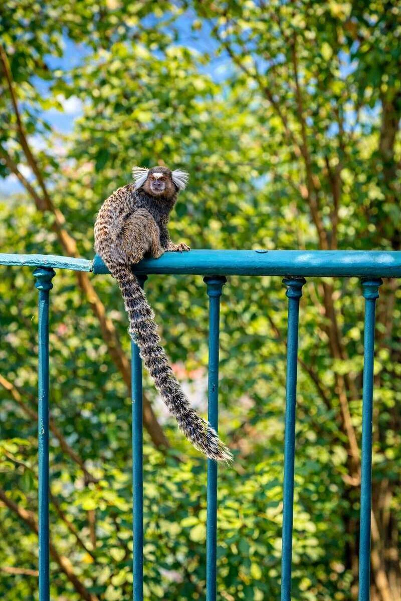 A little neighbour on the terrace