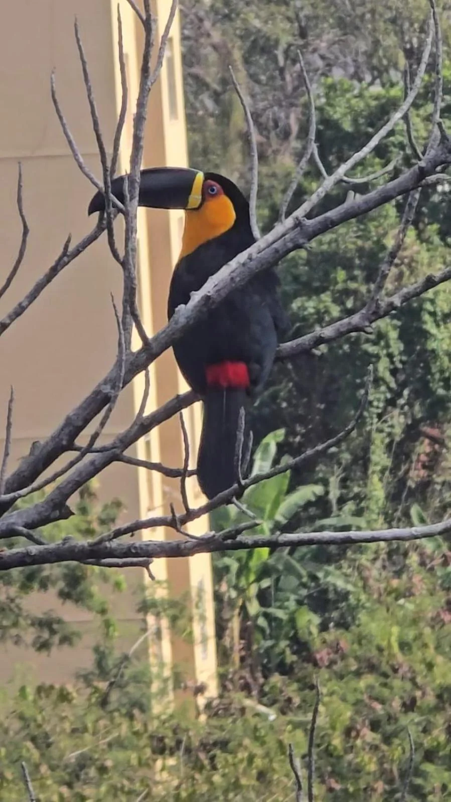 A toucan in real life